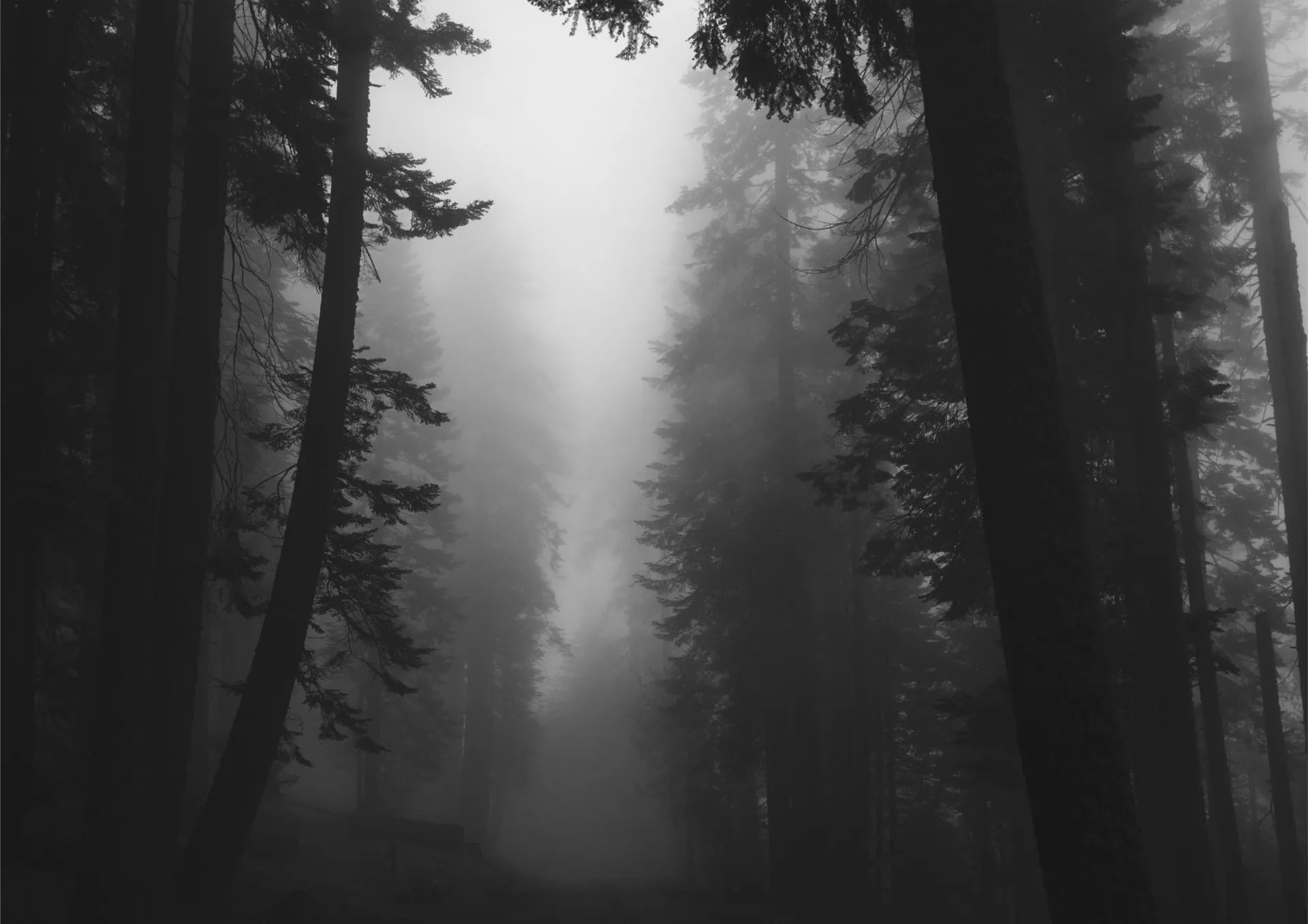 A forest in the mist