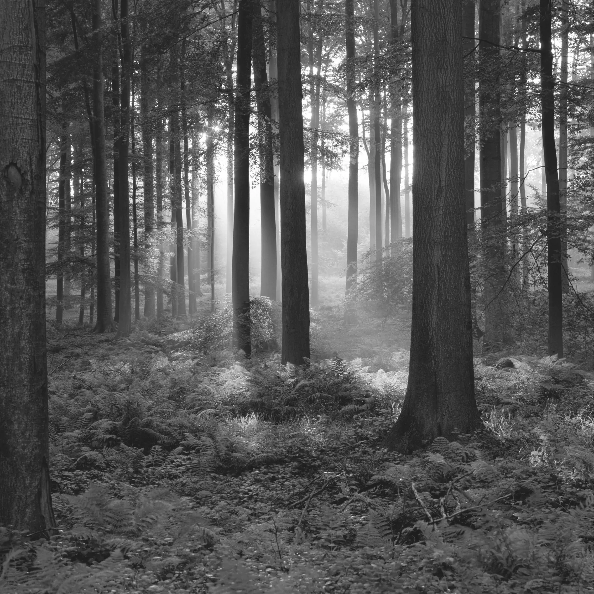 A misty forest, light between the trunks