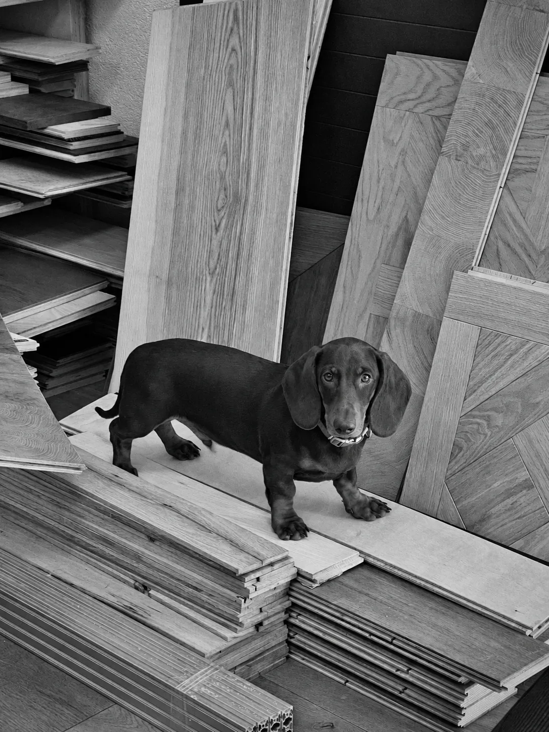 Vincent the dachshund among floorboards